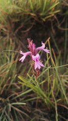 Striga bilabiata bilabiata