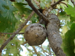 Andricus quercustozae