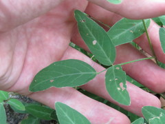 Desmodium batocaulon
