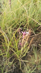 Striga bilabiata bilabiata