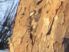 Dryobates borealis