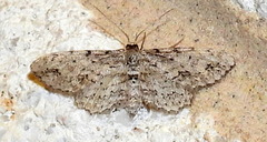 Pimaphera sparsaria