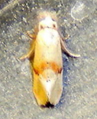Cochylis caulocatax