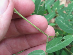 Desmodium batocaulon