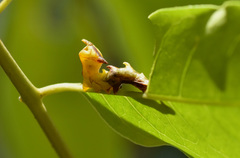 Nystalea ebalea