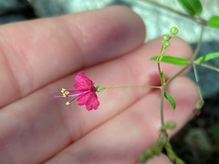 Boerhavia gracillima