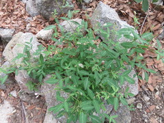 Desmodium batocaulon