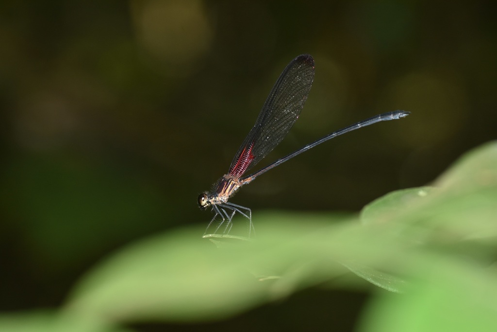 Hetaerina gallardi