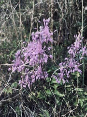 Allium carinatum pulchellum