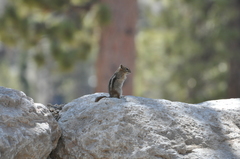 Callospermophilus lateralis certus