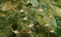 Ralpharia magnifica