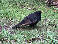 Turdus merula