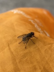 Musca domestica