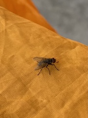 Musca domestica