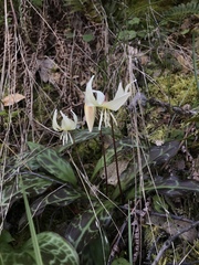 Erythronium citrinum