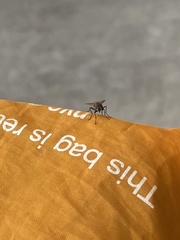 Musca domestica