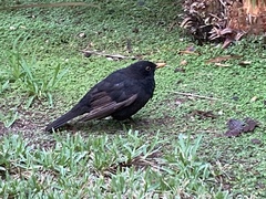 Turdus merula