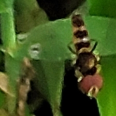 Ocyptamus antiphates