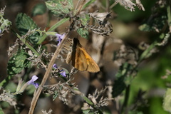 Poanes viator