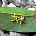 Shorea parvifolia - Photo (c) Min Sheng Khoo, algunos derechos reservados (CC BY-NC-SA)