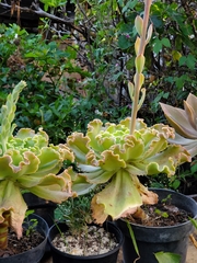 Echeveria shaviana