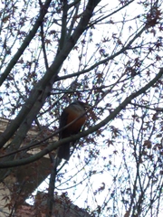 Turdus rufiventris