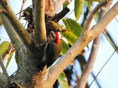 Xiphidiopicus percussus