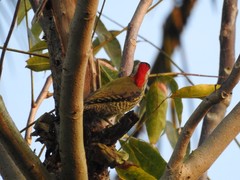 Xiphidiopicus percussus