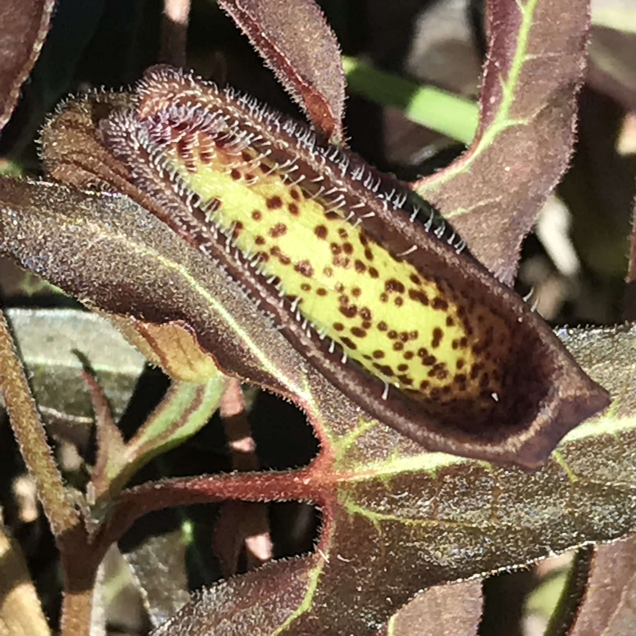 Aristolochia watsonii