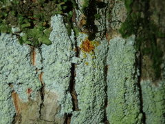 Pertusaria coccodes