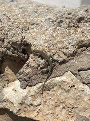 Podarcis pityusensis