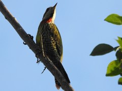 Xiphidiopicus percussus