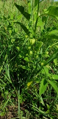 Physalis virginiana