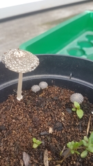 Coprinellus