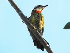 Xiphidiopicus percussus