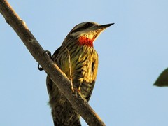 Xiphidiopicus percussus