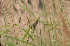 Cistothorus palustris