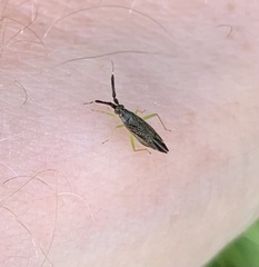 Heterotoma planicornis