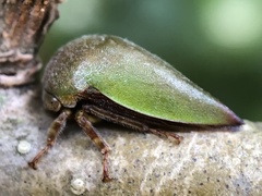 Hebetica sylviae