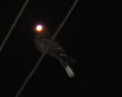 Caprimulgus atripennis