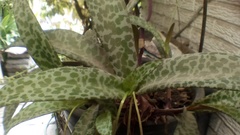 Ledebouria socialis