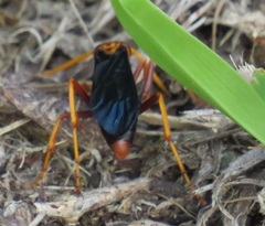 Hemipepsis tamisieri