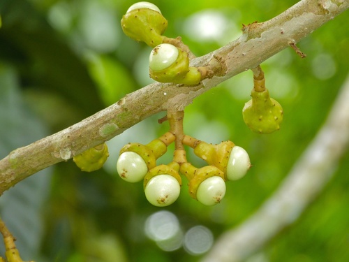 Actinodaphne glomerata