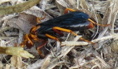 Hemipepsis tamisieri