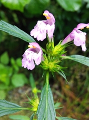 Galeopsis ladanum