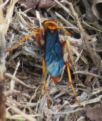 Hemipepsis tamisieri