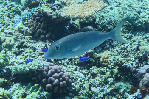 Ambon emperor (Lethrinus amboinensis) — Lethrinidae — 4