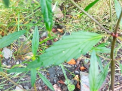 Galeopsis ladanum