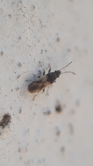 Metopoplax origani