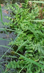Berula